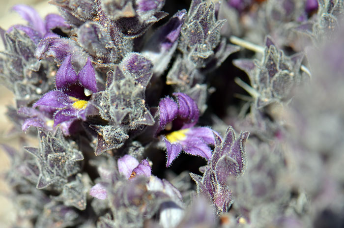 Orobanche cooperi, Desert Broomrape